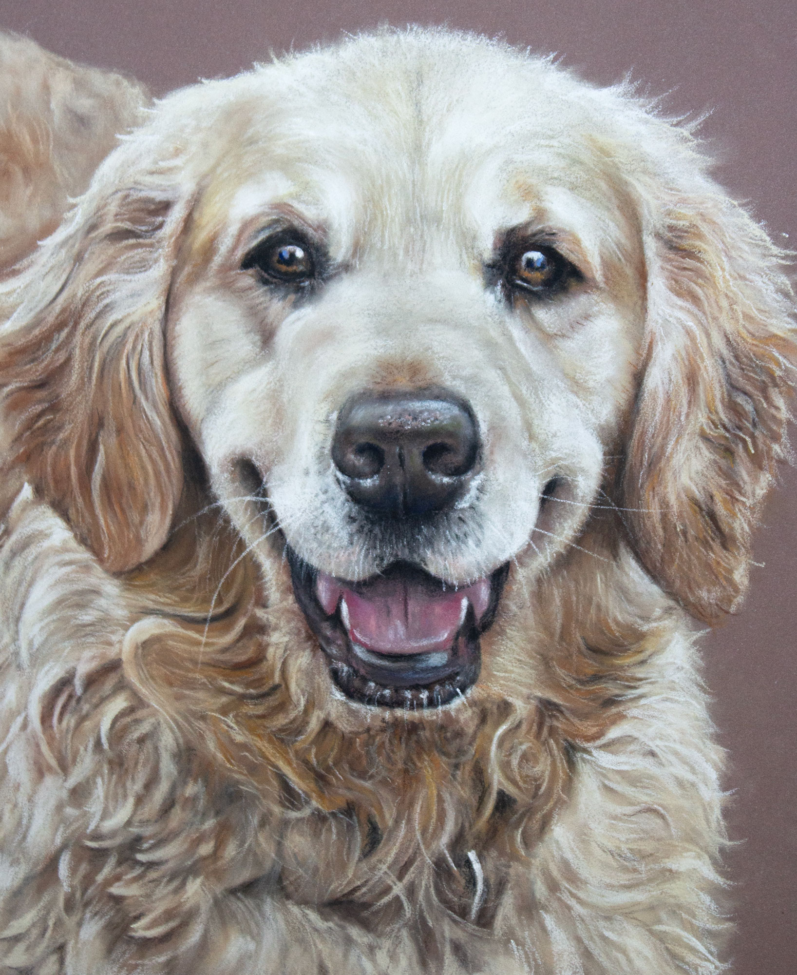 Memorial pet portrait in pastel pencil of golden retriever