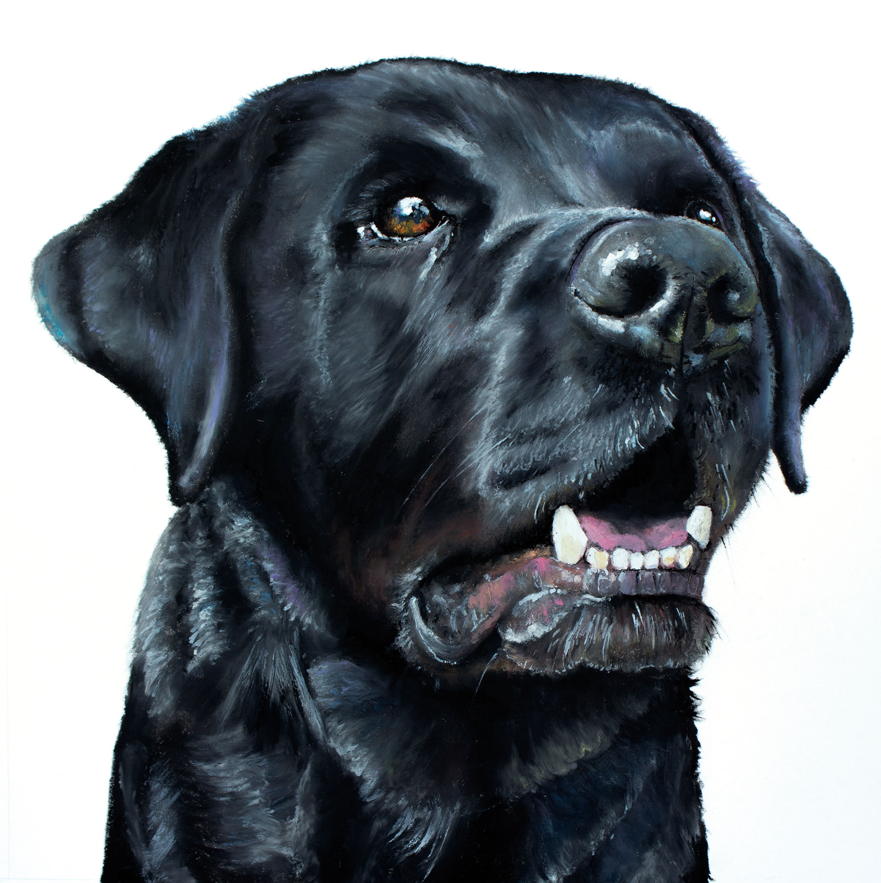 Black Labrador pet portrait in oil pastels